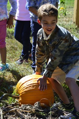 Tuckahoe student Liam lays claim to a pumpkin last week. BY ERIN MCKINLEY