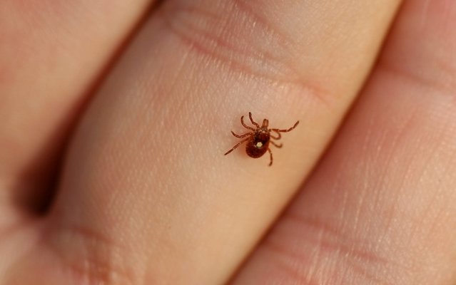 Tick Season Is In Full Swing 27 East