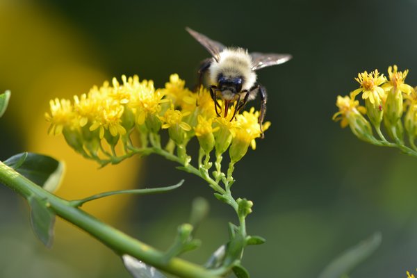 A bumblebee on goldenrod. COURTESY KIM EIERMAN