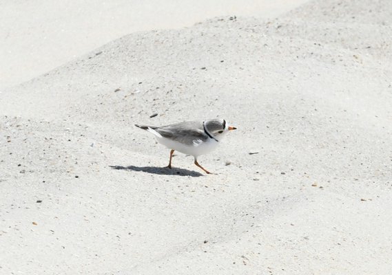 Suffolk County Tells Shinnecock East Campers 19 Sites May Close Due To ...