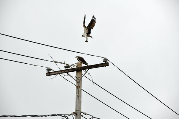 The osprey pair whose nest was taken down on Monday have started rebuilding their nest on the same pole.  DANA SHAW