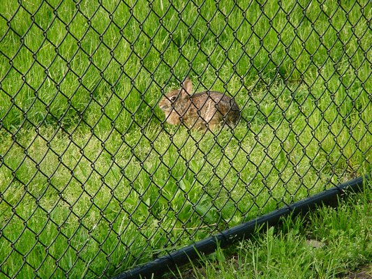 A chain-link fence is only a minor obstacle for a rabbit. Fast and efficient diggers, they can get under fences with little effort. Fencing must be buried nearly a foot deep to prevent rabbit entry. ANDREW MESSINGER
