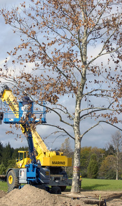 Workers install a mature tree.