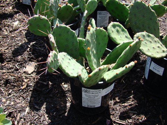 A prickly pear cactus, one of the paddle cacti, at a local garden center. Note the flower buds that will take a few more weeks to open. Handle these plants with gloves. The spines are tiny and located on the dark spots, but they can be very irritating when on the skin. ANDREW MESSINGER