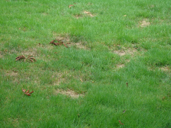 grass clippings on bare spots