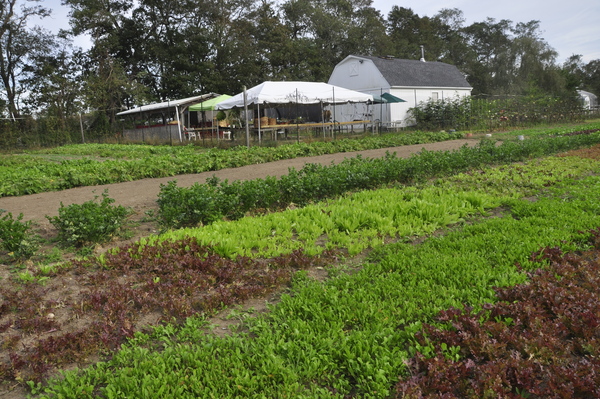 Hearty winter greens at Early Girl Farm in East Moriches.