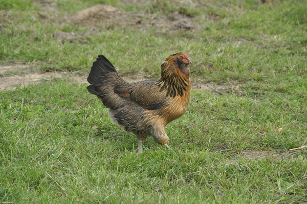 A resident chicken at Early Girl Farm in East Moriches.