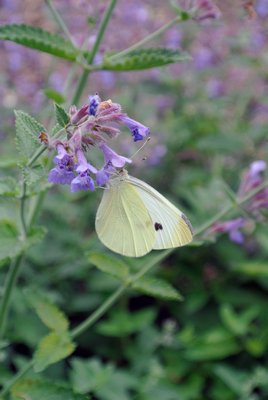 A cabbage butterfly pollinates a flower.