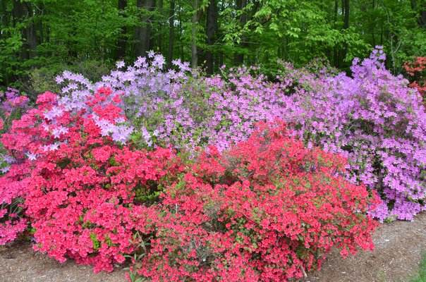 Azaleas Offer A Magnificent Variety Of Colors And Form 27 East DSC 1277