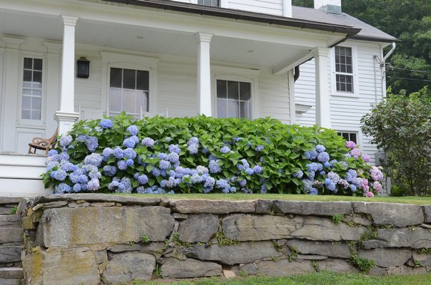 The bottom half of these big-leaf hydrangeas indicate from their blooms may have been protected by winter snow or the plans were improperly pruned. Note the blue flowers until the far right end where they turn pink. This is due to changes in the soil acidity on the right end. ANDREW MESSINGER