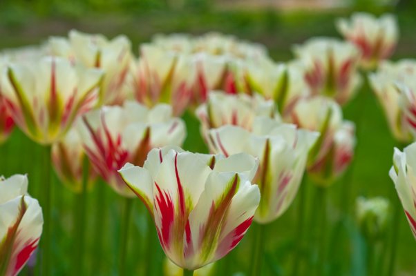 120SEED: 11 Fash Lady Time-LimitTulipe BonsaÃ¯ pas de bulbes de tulipes dÃ©coration de jardin Bonsai Flower Plant hydroponique BonsaÃ¯ Flower Tulip bonsaÃ¯ 