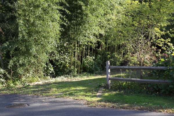 East Hampton Village Wants To Nip Bamboo In The Stalk - 27 East