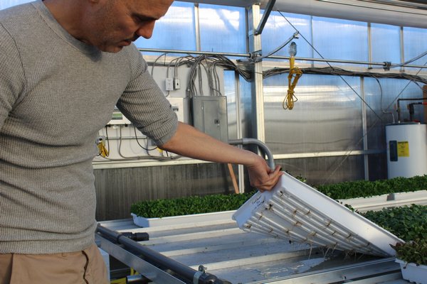 Brendan Davison, the founder of Good Water Farms, inspects a flat of microgreens. ALEXANDRA TALTY