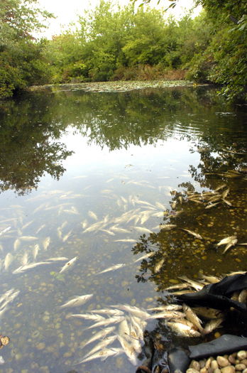 Mill Pond fish kill not caused by runoff; coincidence and longer term ...