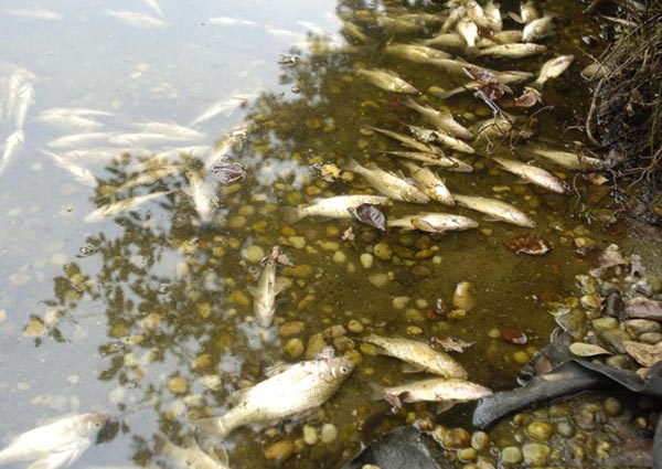 Mill Pond fish kill not caused by runoff; coincidence and longer term ...