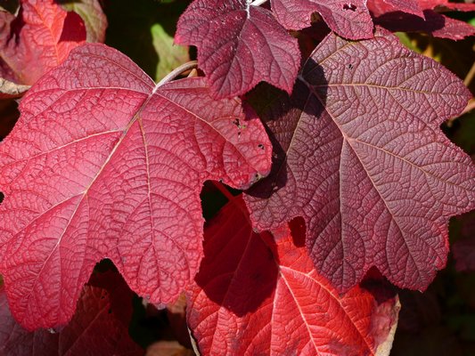 The actual margin of the oakleaf hydrangea can be somewhat variable but all are reminiscent of an oak leaf. This picture shows how the foliage that’s turn from its summer green to a late October red. ANDREW MESSINGER