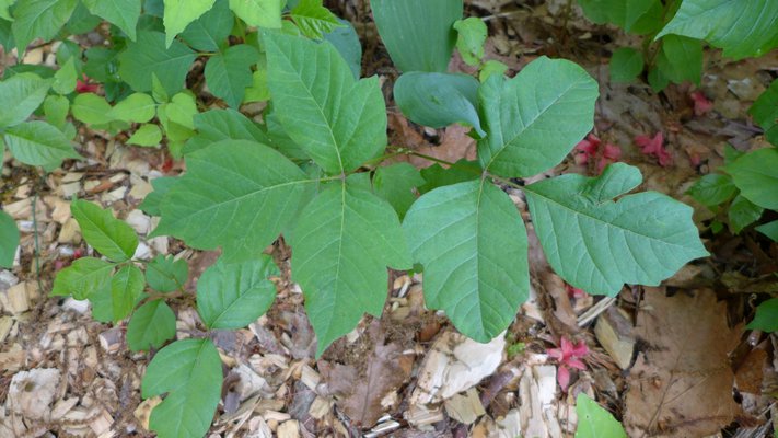 Poison Ivy: Itching To Have A Bad Time - 27 East