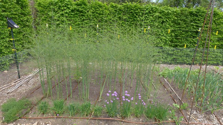 Grow Your Own Asparagus, A Rare Perennial Vegetable - 27 East