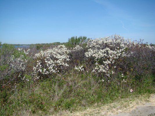 Beach plums are native to eastern Long Island’s barrier beaches and dunes. They flower in mid-spring, attracting pollinators. Fruiting takes place later in the summer. Both white and pink varieties are available from garden centers and nurseries. ANDREW MESSINGER