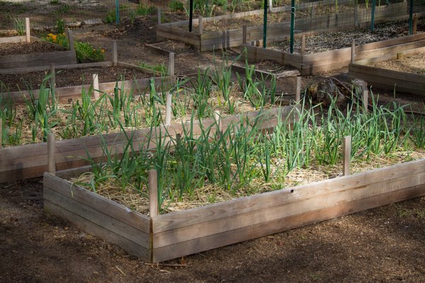 Ecological Culture Initiative Offers Organic Gardening Classes In