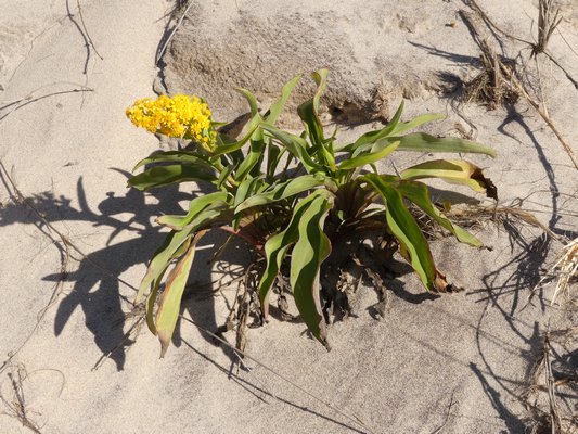 This seaside goldenrod (Solidago semperviens) grows in pure sand with no tending and blooms in October. ANDREW MESSINGER