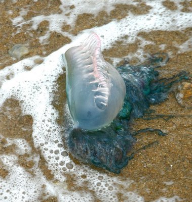 Portuguese Man-Of-War Wash Ashore on East Hampton, Southampton Beaches ...