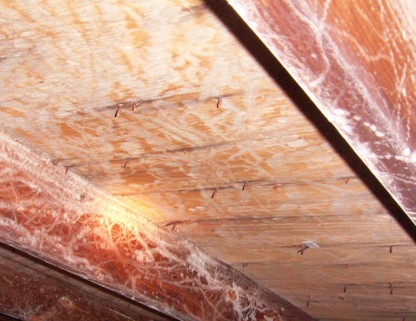 Improper ventilation caused this mold growth on attic rafters. COURTESY BRAD SLACK