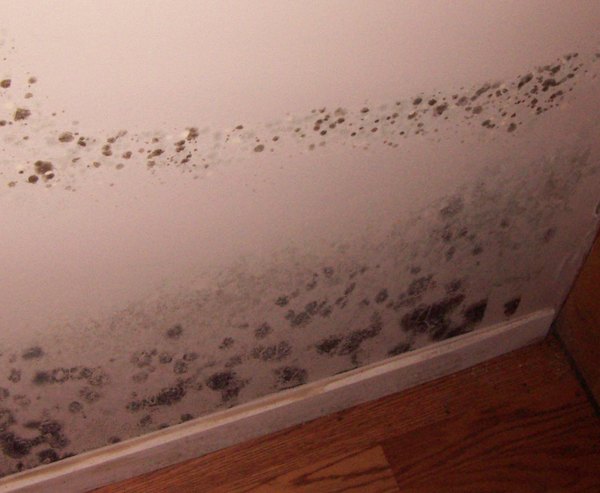 Visible mold growth on the drywall at the entrance to a basement apartment. COURTESY BRAD SLACK