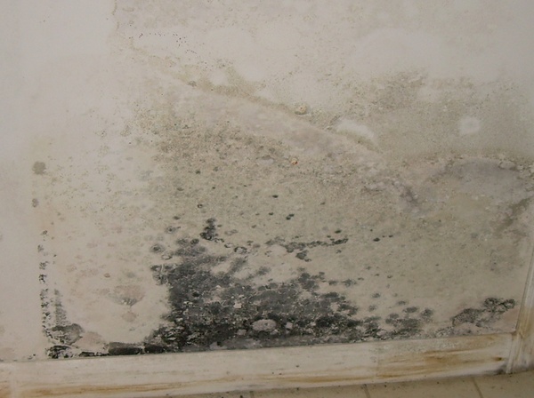 The Do's And Dont's Of Getting Rid Of Mold - 27 East