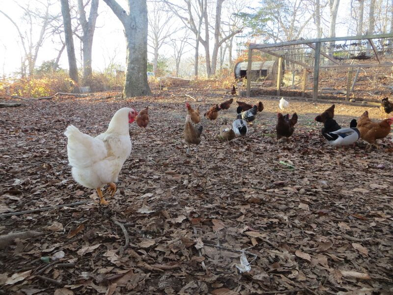 The chickens at Quail Hill produce eggs that CSA members love. ALEXANDRA TALTY