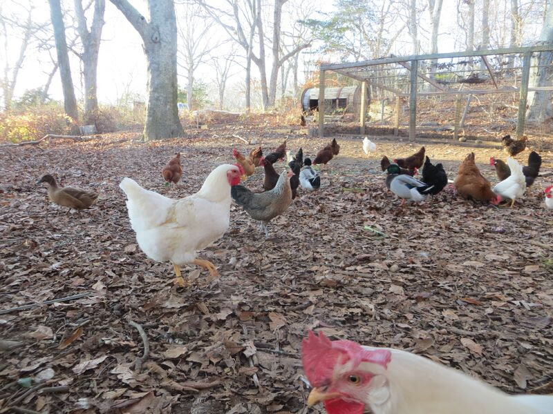 Quail Hill's CSA members love getting fresh eggs from the chickens. ALEXANDRA TALTY