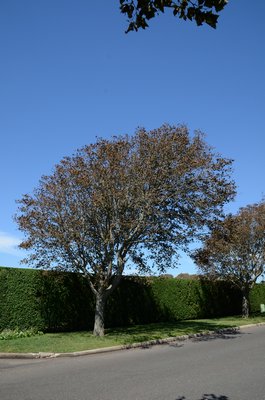The sycamore near the ocean showing the effects of the summer wind, which causes the angular growth pattern. Note the brown foliage that has been desiccated by a recent ocean storm carrying the salt spray three blocks inland. ANDREW MESSINGER