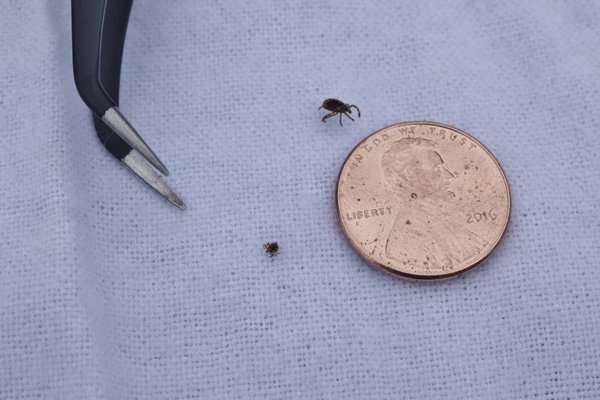Ticks, with a penny for size reference.