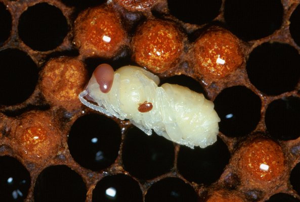 Visible as a dark, oval shape, an adult female varroa mite feeds on the midsection of a developing worker bee. SCOTT BAUER/USDA
