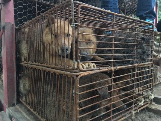 The dogs are crammed into cages and transported to the festival. COURTESY JEFFREY BERI