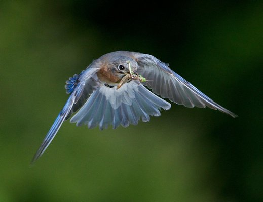 Doug Tallamy To Present 'A Chickadee's Guide To Gardening' - 27 East