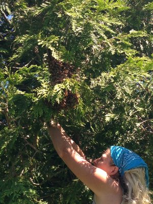 Deb Klughers removing a swarm from a tree.