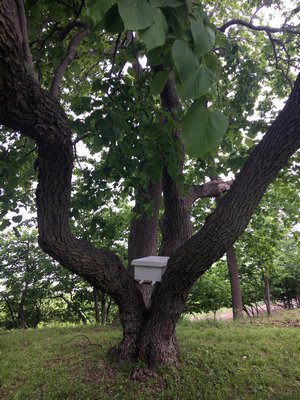 A bait box set up to attract a nearby swarm.