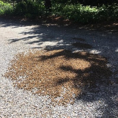 Thousands of bees, dead and dying from pesticide exposure.