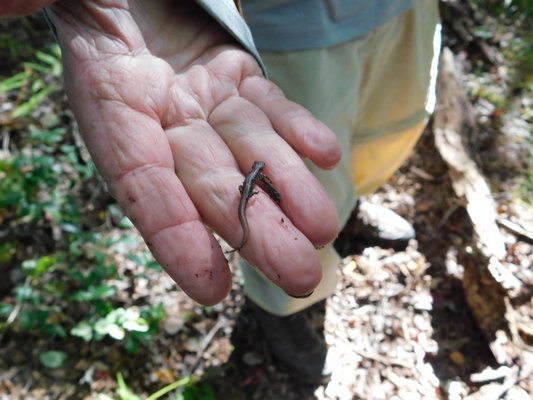 Andy Sabin holding a four-toed salamander. ELIZABETH VESPE