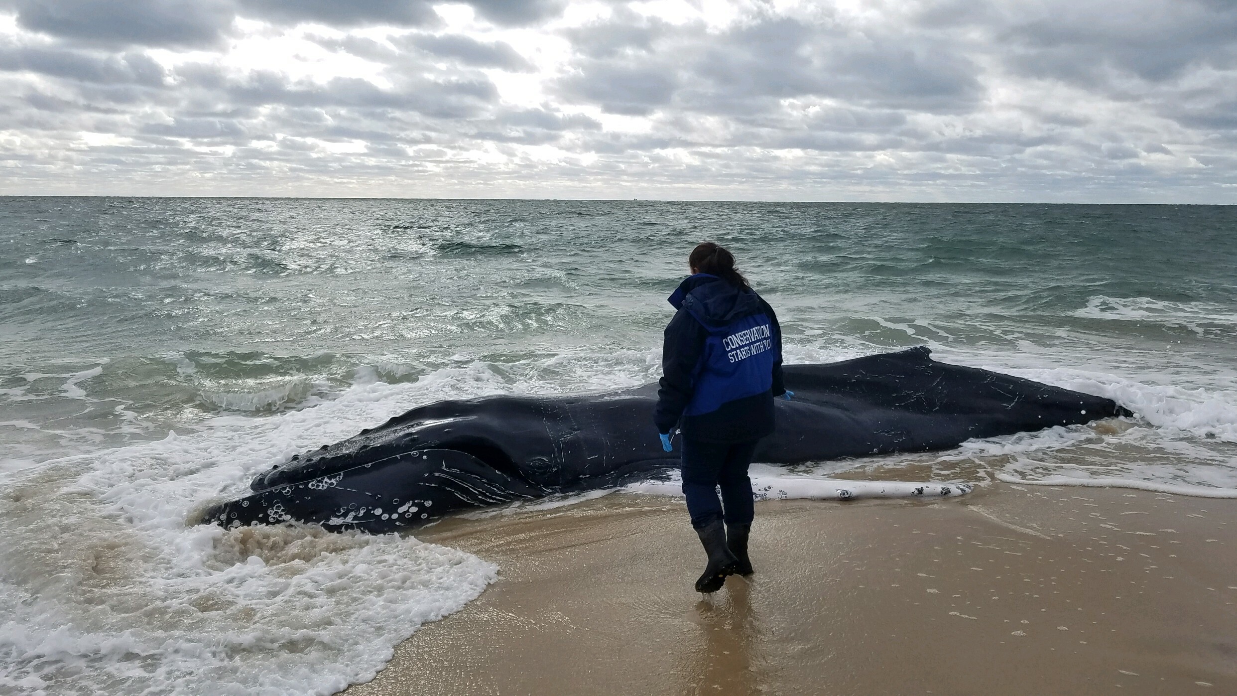 Humpback Whale Washes Up On Halsey Neck Lane Surf - 27 East