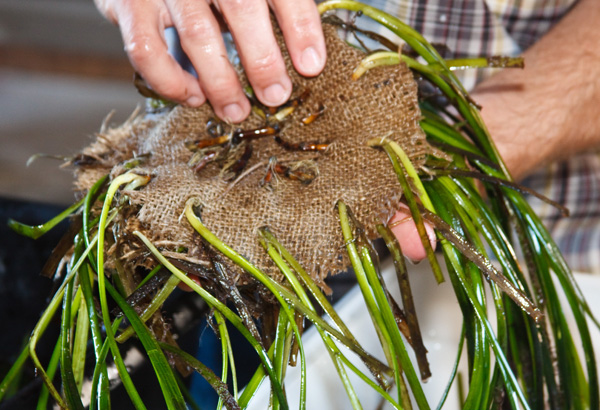 Marine plant experts have devised a new method for transplanting eelgrass fronds by weaving them into circles of burlap
