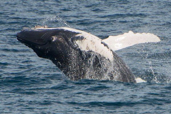 A New Whale-Watching Season Begins - 27 East