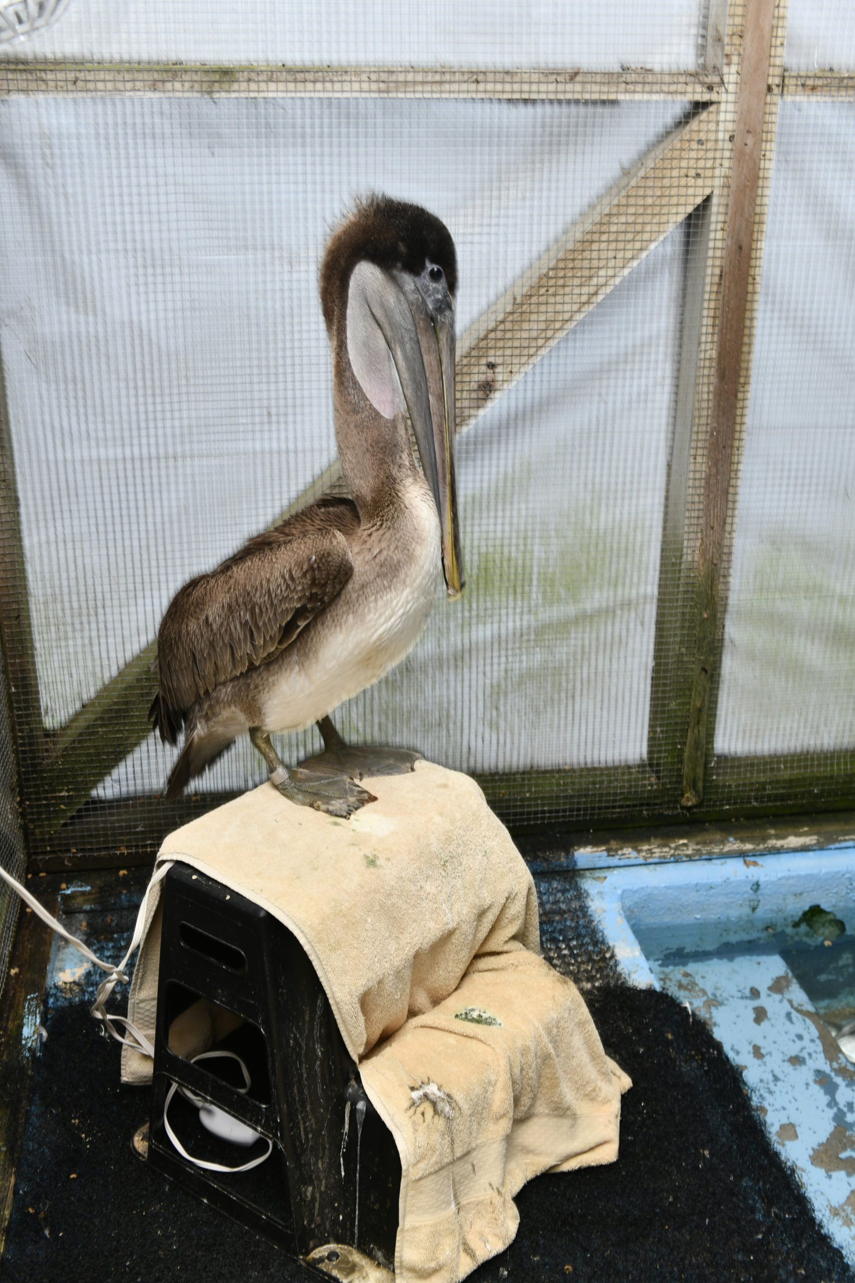 Two Displaced Pelicans Arrive At The Evelyn Alexander Wildlife Rescue
