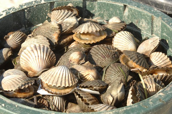 scallops harvested