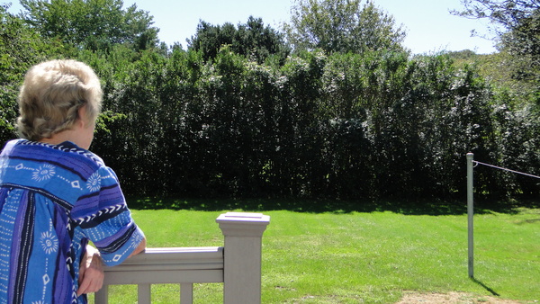 Mary Kosciusko says the hedge that abuts her Anns Lane home backyard has not been trimmed in about five years. COLLEEN REYNOLDS