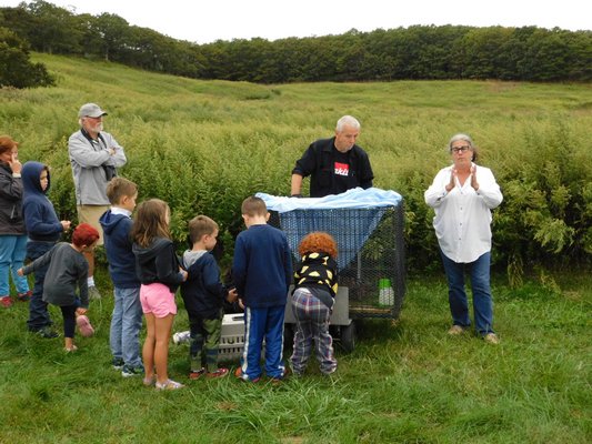 Children examine the caged quail on Sunday at Eddie Ecker Park in Montauk. ELIZABETH VESPE