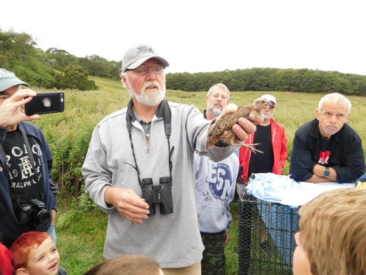 A quail landed on a man's arm after being released on Sunday at Eddie Ecker Park in Montauk. ELIZABETH VESPE