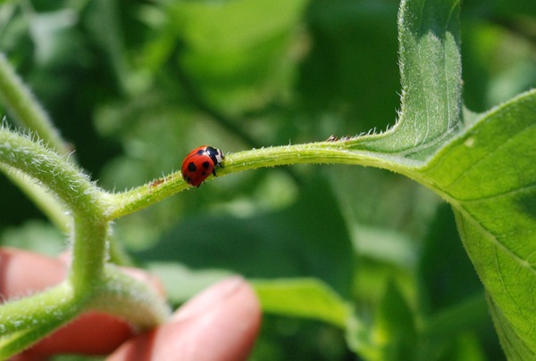 A nine-spotted ladybug