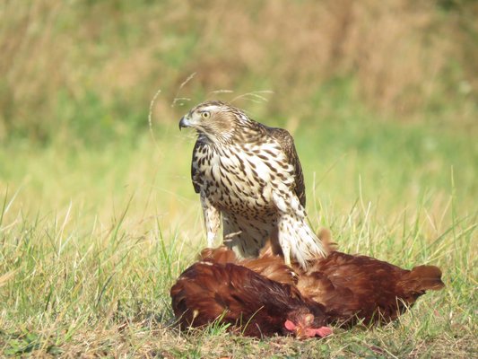 Encounters With The Goshawk